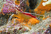 Red-baked cleaner shrimp (Lysmata grabhami), Tenerife, Canary Islands.