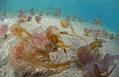 Jellyfish (Pelagia noctiluca), Tenerife, Marine invertebrates of the Canary Islands.