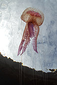 Jellyfish (Pelagia noctiluca), Tenerife, Marine invertebrates of the Canary Islands.