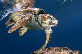 Loggerhead turtle (caretta caretta) trapped by a nylon. One of them has been rescued alive and the other died. The place does not matter, but the problem generated by the interaction of man in the sea.