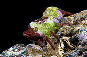 Shrimp (Trachycaris restricta). Small Decapod of less than 1 cm, Tenerife. Marine invertebrates of the Canary Islands.
