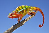 Panther chameleon (Furcifer Pardalis), male, northwest, Madagascar, Africa