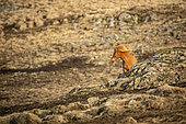 Icelandic horse (Equus caballus) in the landscape, Iceland