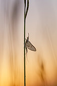 Mayfly (Ephemera danica) at dawn, Arles, Provence, France