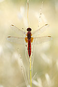 Scarlet dragonfly (Crocothemis erythraea), Arles, Provence, France