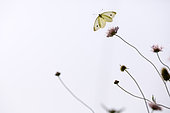 Cabbage Butterfly (Pieris rapae) flying, Arles, Provence, France