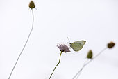 Cabbage Butterfly (Pieris rapae) on scabiosa, Arles, Provence, France
