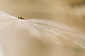 Bordered Orb-weaver (Neoscona adianta) at dawn, Arles, Provence, France