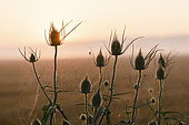 Teasel (Dipsacus fullonum) and Bordered Orb-weaver (Neoscona adianta) at dawn, Arles, Provence, France