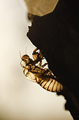 Exuviae of common cicada (Lyristes plebejus), Arles, Provence, France