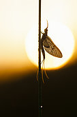 Mayfly (Ephemera danica) at dawn against light, Arles, Provence, France