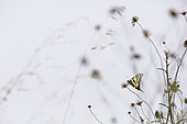 Swallowtail (Iphiclides podalirius) on scabiosa ,Arles, ProvenceFrance