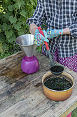 Decoction of nettles for the treatment of plants, summer, Pas de Calais, France