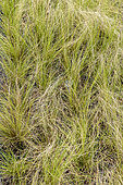 Feather grass (Stipa tenuissima) 'Pony Tails' in a garden, Spring, Pas de Calais, France