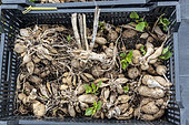 Dahlia tubers in wintering crates, before planting in late spring, Pas de Calais, France
