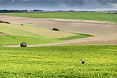Agriculteur dans son champ de betteraves, Eté, Pas de Calais, France