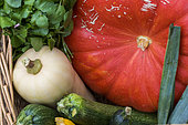 Harvest of various vegetables in an organic kitchen garden, summer, France
