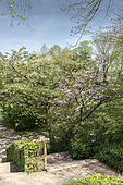 Magnolia liliflora 'Susan' in bloom, spring, Somme, France