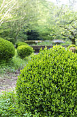 Box tree (Buxus sp) shaping in a garden, spring, Somme, France