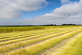 Weeding and drying the stems of flax in a field, summer, Sangatte, France