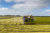 Flax harvesting by uprooting, summer, Sangatte, France