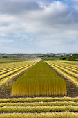 Weeding and drying the stems of flax in a field, summer, Sangatte, France