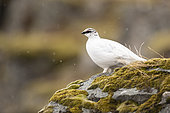 Rock Ptarmigan (Lagopus muta) looking for a companion, Iceland