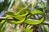 Vine snake (Ahaetulla prasina), Amurang, North Sulawesi. Indonesia.