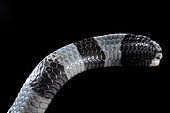 Sea krait (Laticauda colubrina), Extremely venomous. Tumbak, North Sulawesi, Indonesia
