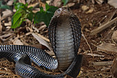 Javan spitting cobra (Naja sputatrix) Bogor, Java, Indonesia.