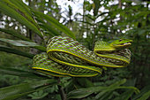 Vine snake (Ahaetulla prasina), Amurang, North Sulawesi. Indonesia.