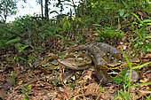 Reticulated python (Malayopython reticulatus), Belitung, Indonesia. It is the longest snake in the world.