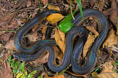 White lipped Python (Leiopython albertisii) on ground