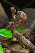 Mock viper (Psammodynastes pulverulentus), Amurang, North Sulawesi, Indonesia