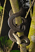 Macklot's python (Liasis mackloti) in a tree