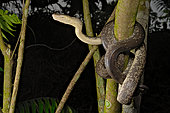 Macklot's python (Liasis mackloti) in a tree