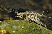 Isopod (Asellus aquaticus) in a pond, Prairies du Fouzon, Loir-et-Cher, France