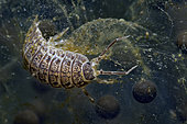 Isopod (Asellus aquaticus) in a pond, Prairies du Fouzon, Loir-et-Cher, France