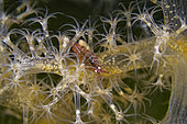 Soft corail (Gersemia fruticosa) and Amphipod (Amphipoda sp), White Sea, Nilmoguba, Republic of Karelia, Russia