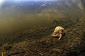 European toad (Bufo bufo) mating in a pond, Prairies du Fouzon, Loir-et-Cher, France