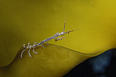Skeleton shrimp (Caprella septentrionalis), White Sea, Nilmoguba, Republic of Karelia, Russia