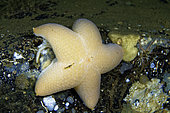 Wrinkled Star (Pteraster militaris), White Sea, Nilmoguba, Republic of Karelia, Russia