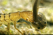 Larva of Great diving beetle(Dytiscus marginalis) predation on Treefrog tadpole, in a pond, Prairies du Fouzon, Loir-et-Cher, France