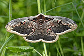 Giant peacock moth (Saturnia pyri) on vegetation, Prairies du Fouzon, Loir-et-Cher, France