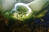 Dive Photographer and Underwater Landscape, White Sea, Nilmoguba, Republic of Karelia, Russia