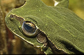 Tree frog eye (Hyla arborea) in a pond, Prairies du Fouzon, Loir-et-Cher, France