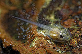 Tree frog tadpole (Hyla arborea) in a pond, Prairies du Fouzon, Loir-et-Cher, France