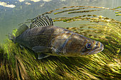 Zander (Sander lucioperca), Le Cher River, Loir-et-Cher, France
