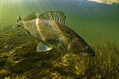 Zander (Sander lucioperca), Le Cher River, Loir-et-Cher, France