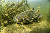 Wels catfish (Silurus glanis), Le Cher River, Loir-et-Cher, France